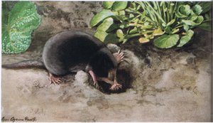 Csillag orrú vakond